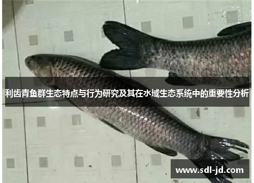 利齿青鱼群生态特点与行为研究及其在水域生态系统中的重要性分析